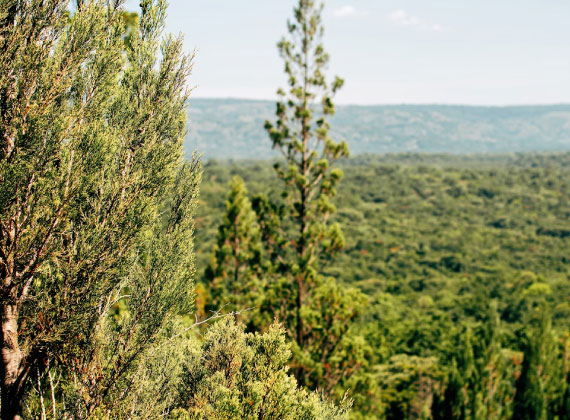 Restore Ecosystems at Scale